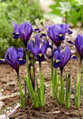 Iris flowers