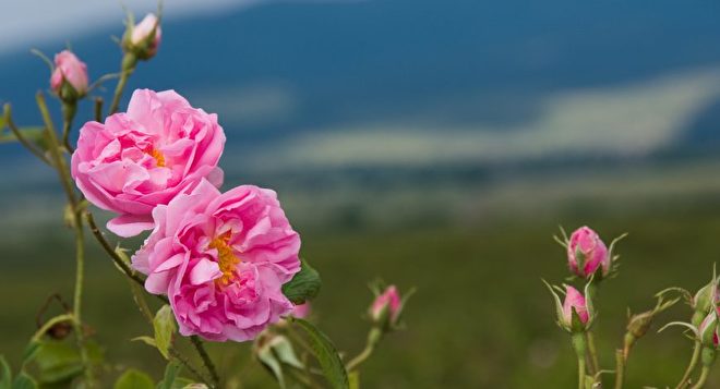 Bulgarian rose 